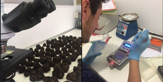 analisis trufas ADN en micofora lab
