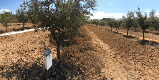 mulching in truffles micofora research