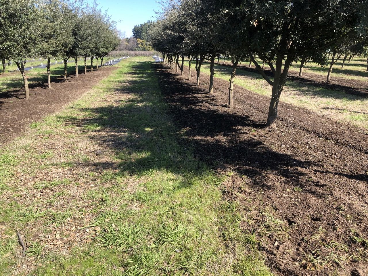 plantación de trufas en Chile