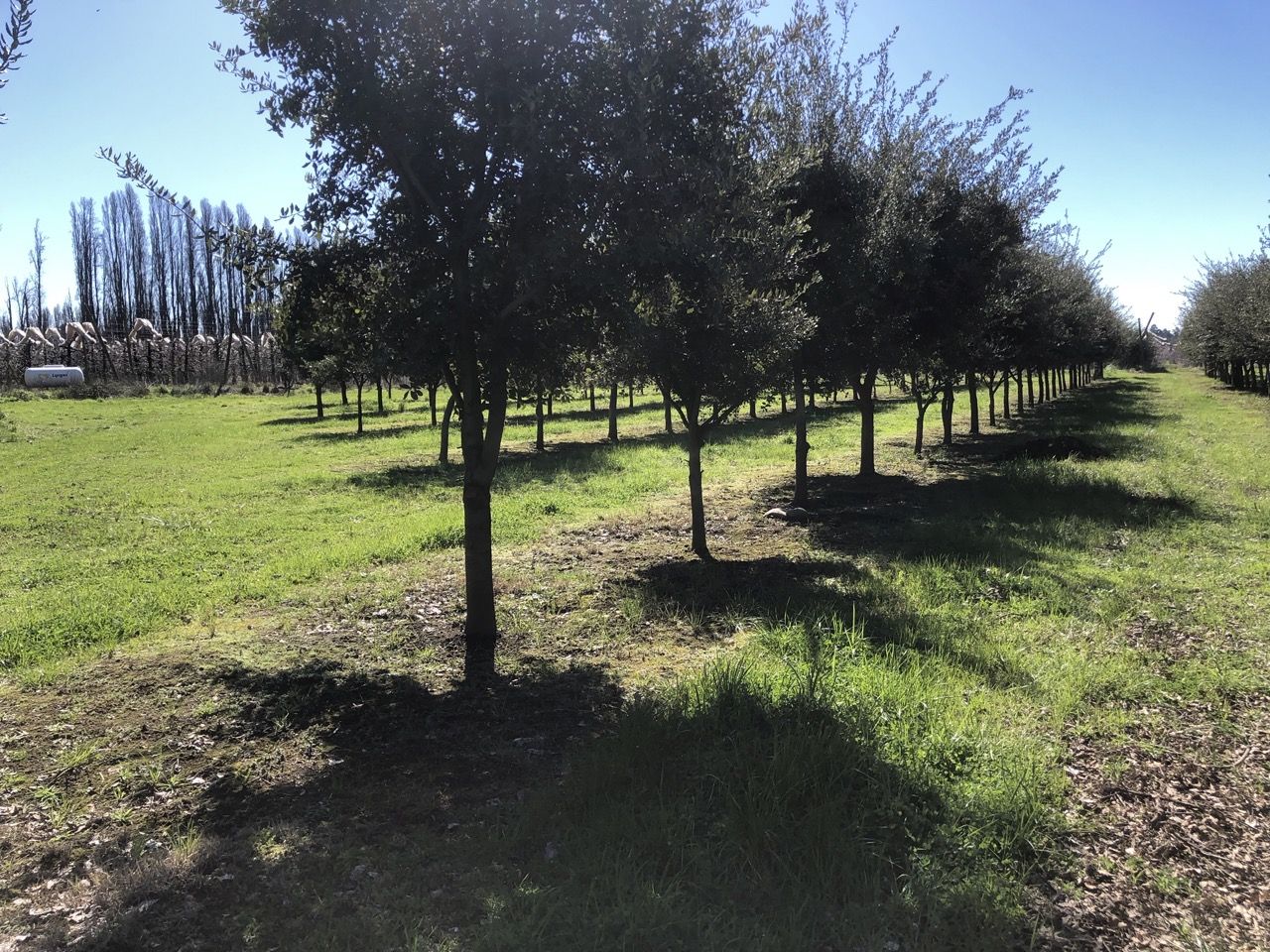 plantacion encina trufa negra en Chile