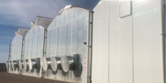 viveros de Rovirosa farms desarrollados con tecnologia de micofora