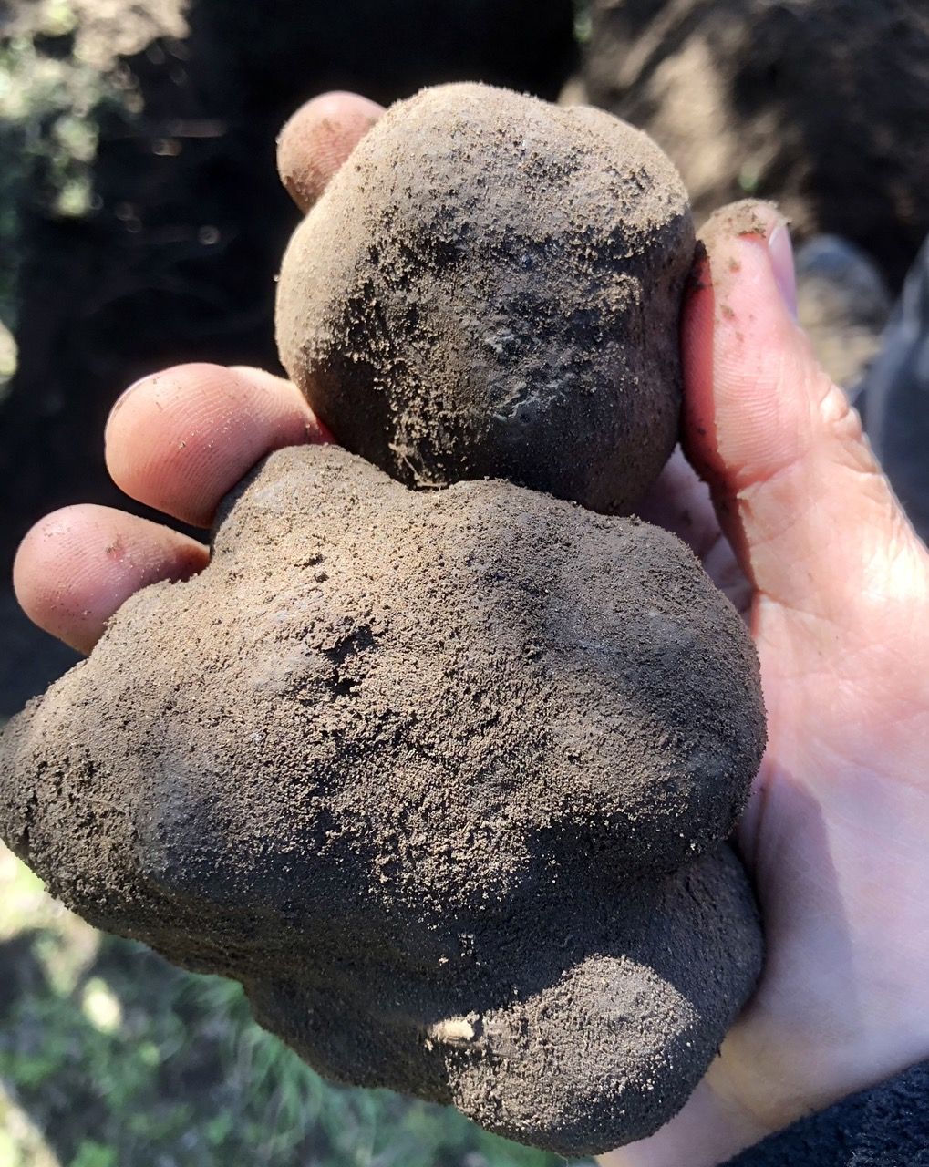 trufa negra Tuber melanosporum en suelo arenoso Chile