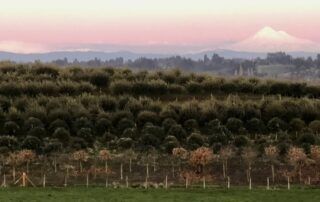 cultivo de trufa negra en Chile