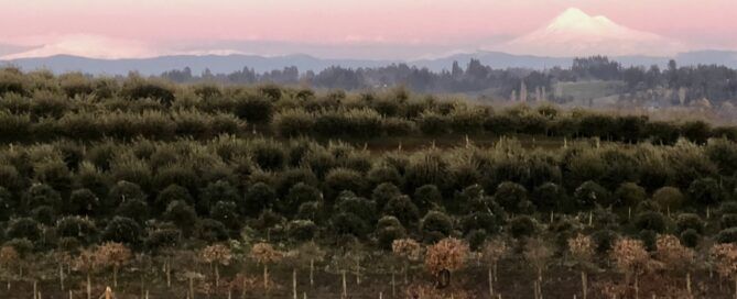 cultivo de trufa negra en Chile