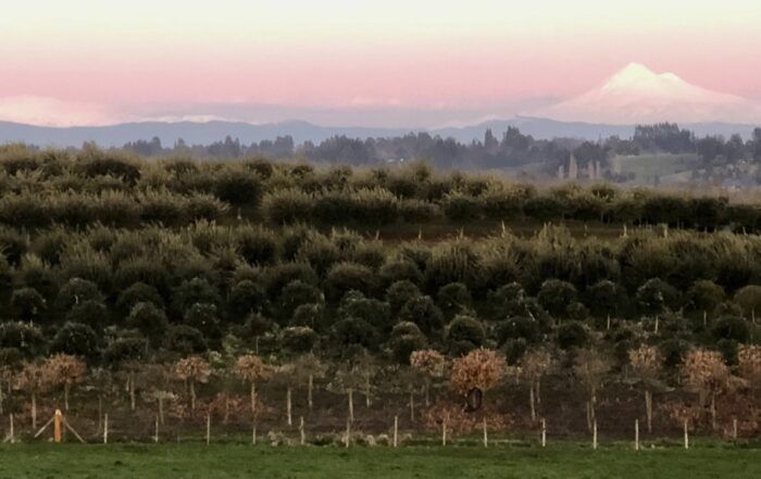 cultivo de trufa negra en Chile