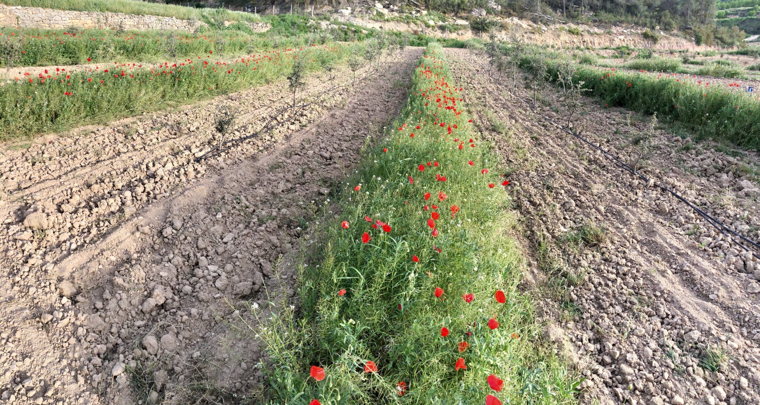cubierta vegetal y trufas micofora