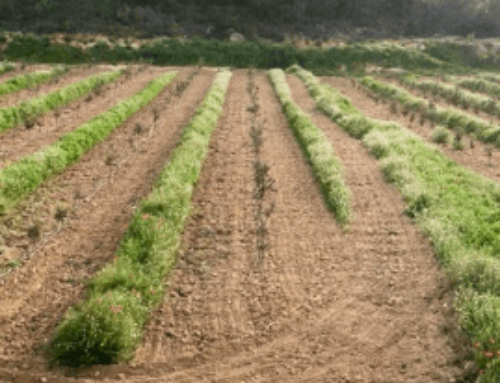 ¿Es posible una truficultura regenerativa? gestión de cubiertas vegetales en el cultivo de trufa