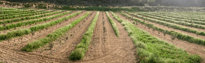 cubierta vegetal en plantación de trufas micofora