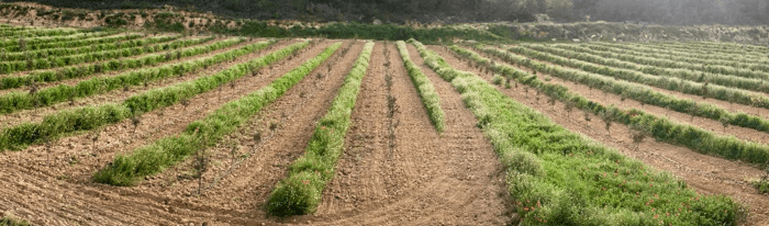 cubierta vegetal en plantación de trufas micofora