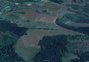 truffle orchard layouts micofora