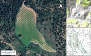 truffle plantation design micofora