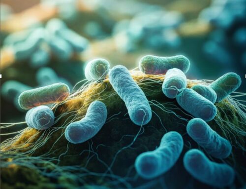 Nuevo estudio de bacterias en nidos truferos!