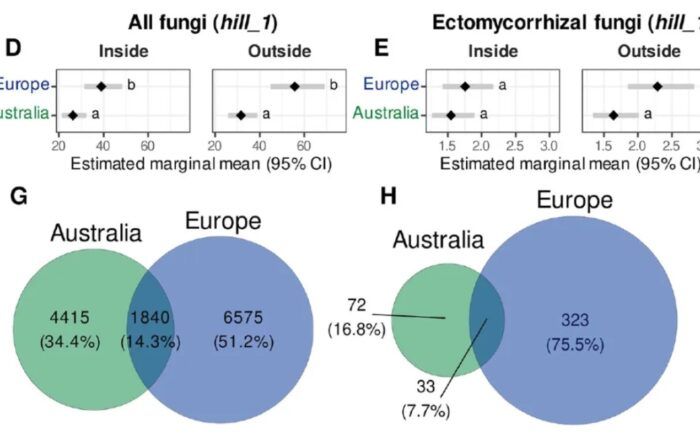 trufas Australia vs Europa