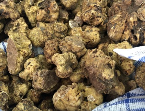 ¿Es necesario regar las plantaciones de trufa blanca Tuber magnatum?