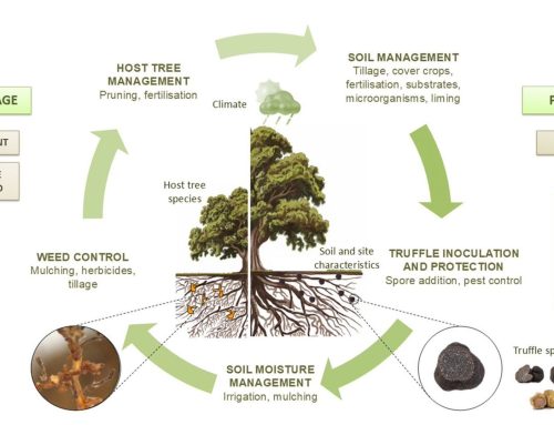 Cómo mejorar la gestión de plantaciones truferas: qué dice la evidencia