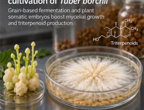 Propagación de micelio de Tuber borchii: qué aporta el co-cultivo con tejido vegetal