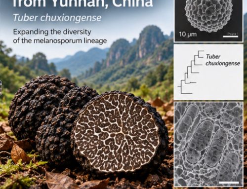 Tuber chuxiongense: una nueva especie china amplía la diversidad conocida de trufas negras